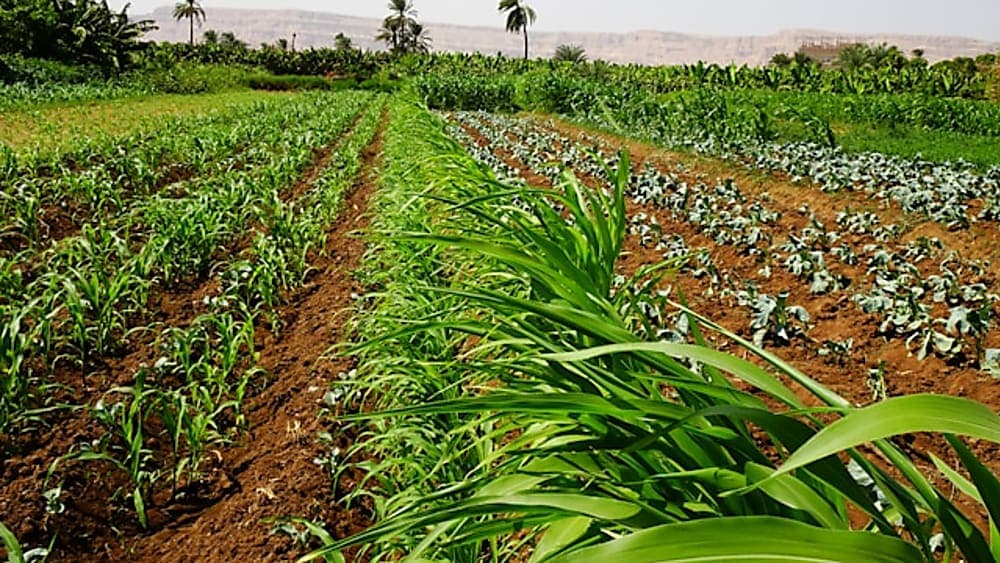 A green landscape being restored with trees